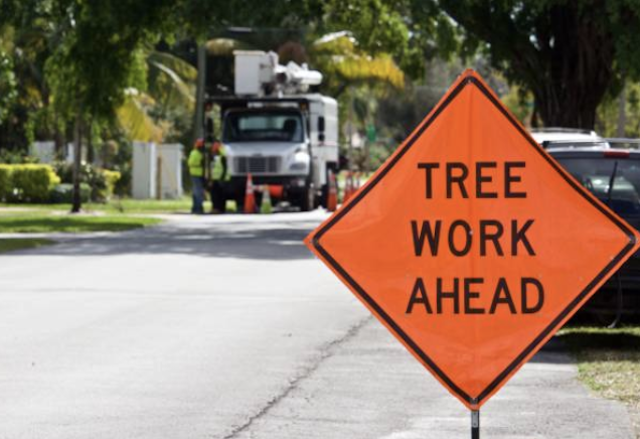 tree removal wayne mi