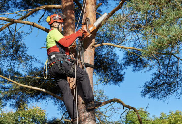 tree trimming wayne mi